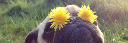 nicoleormerod's profile banner image