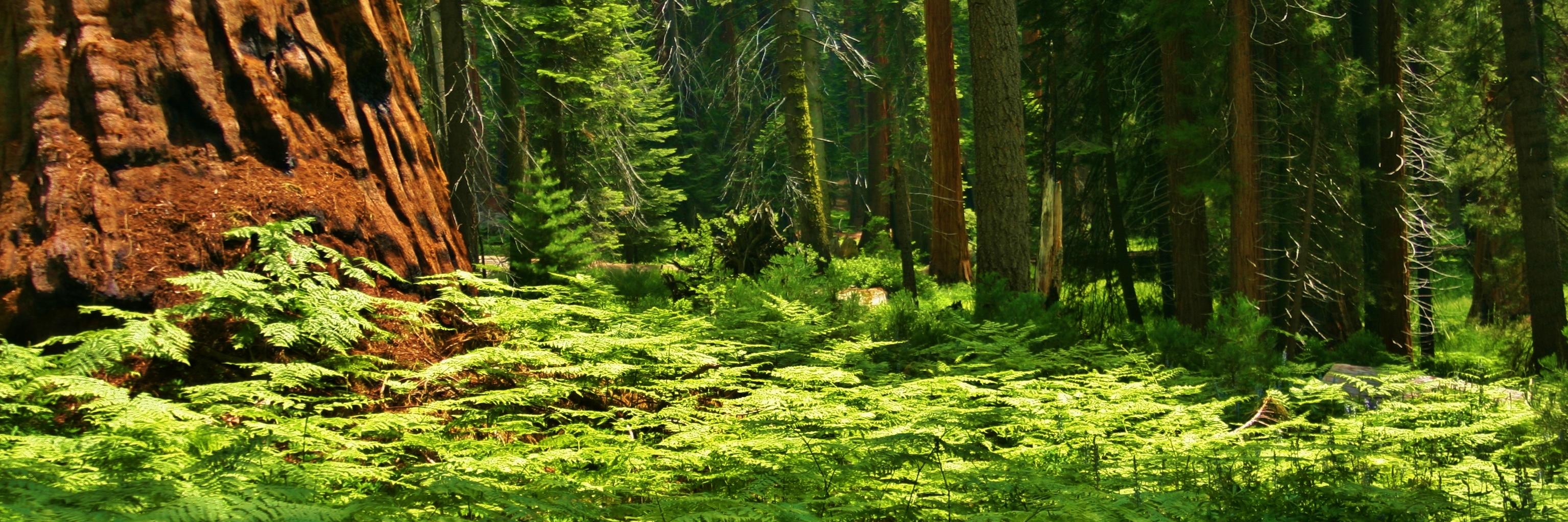 IndieLora's profile banner image