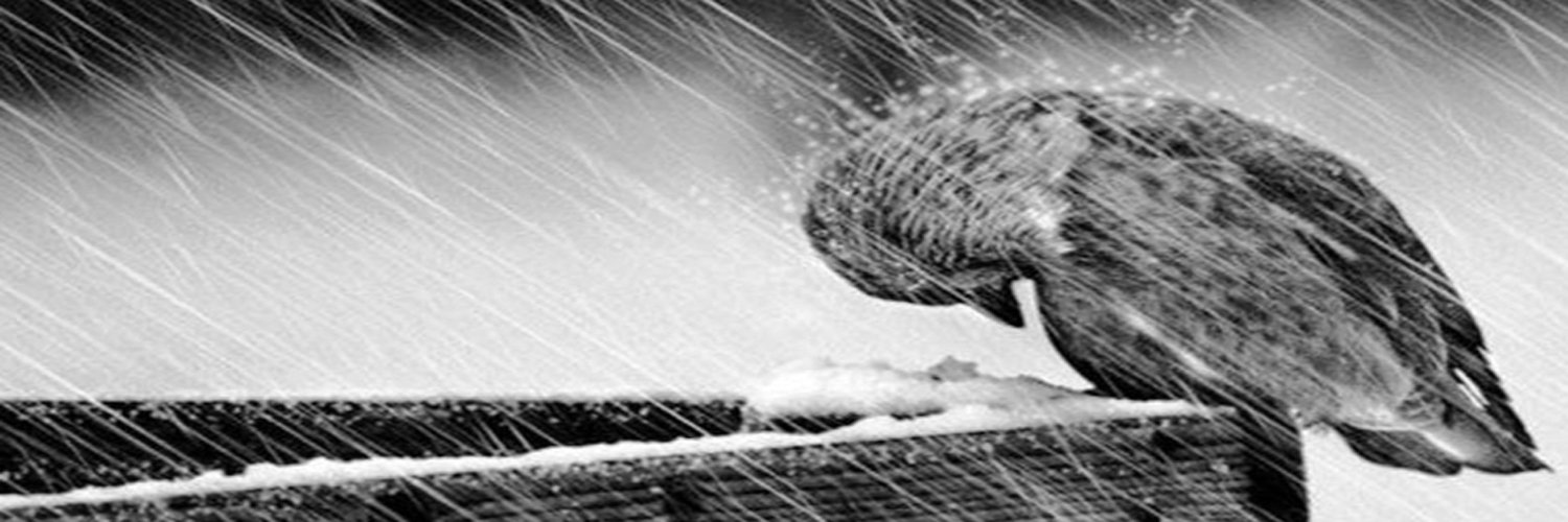 scheminsiman's profile banner image