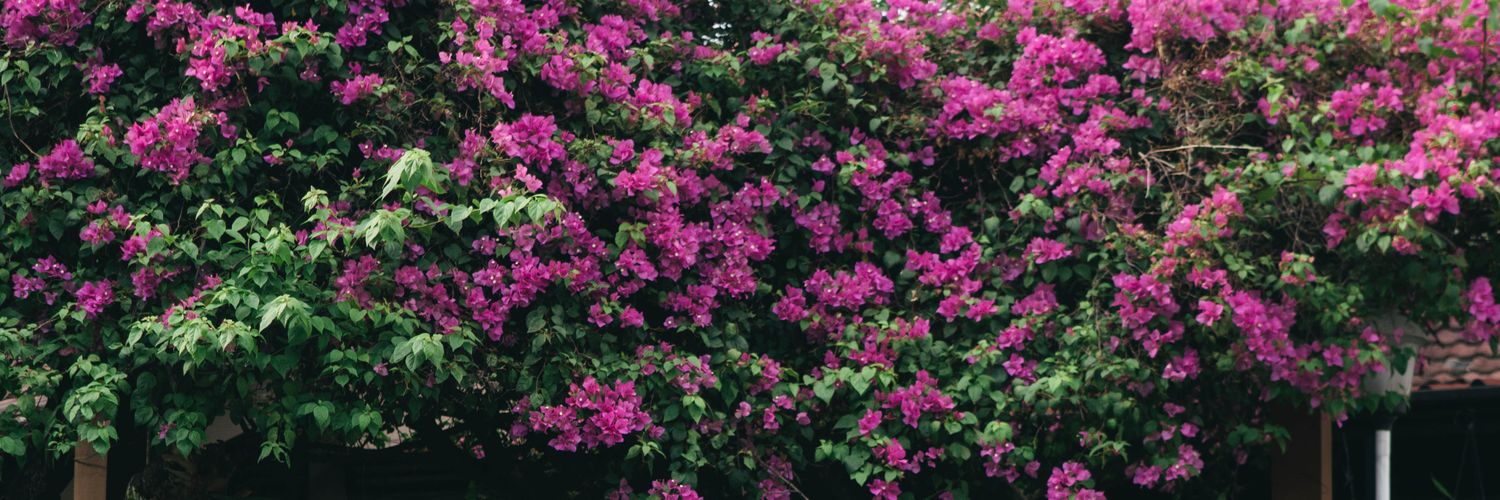 olga_nares's profile banner image