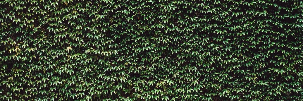 Carly A. Riordan banner