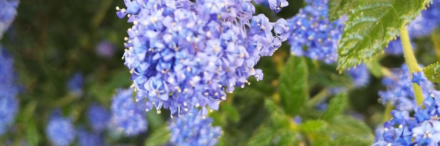 annipanni12's profile banner image