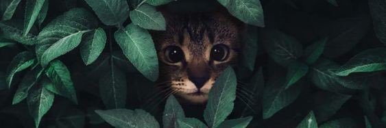 kxrmela's profile banner image