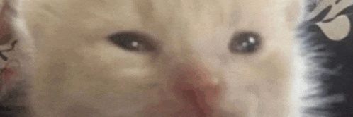 MatchaFemboi's profile banner image