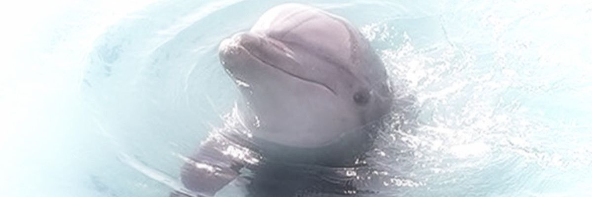threefish_3's profile banner image