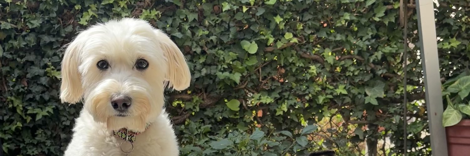 danniedz's profile banner image