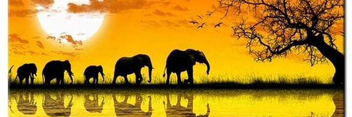 1AlamElFan's profile banner image