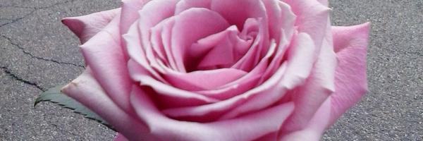 Rebeccaclutter Profile Banner