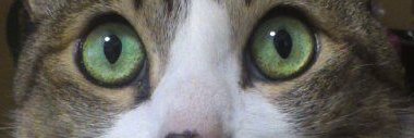 nyanko61's profile banner image