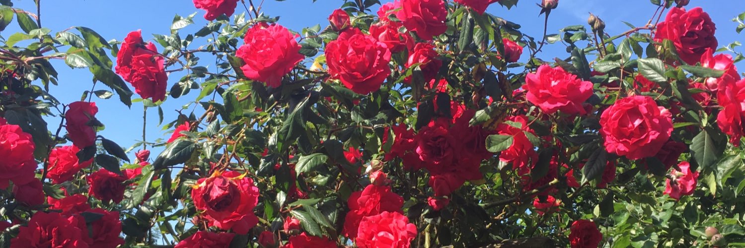 Sarah 🌻 banner