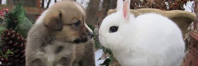4everalostdog's profile banner image