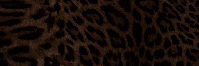 ᥲsᥲ²⁷ 𓍢ִ໋🦦͙֒ 𐦍 banner