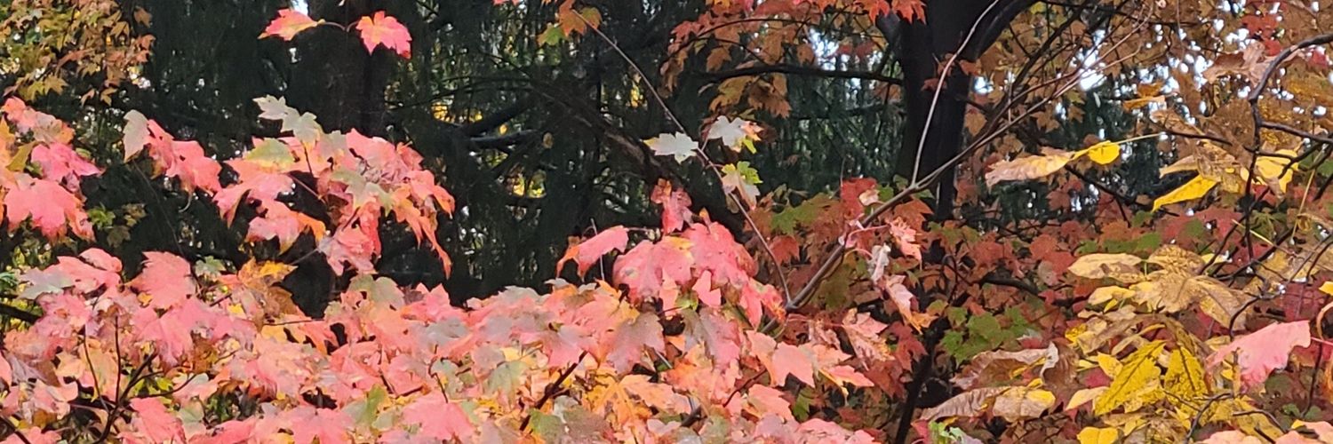MizzPickle's profile banner image
