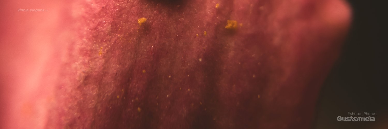 gustomela's profile banner image