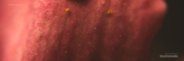 gustomela Profile Banner