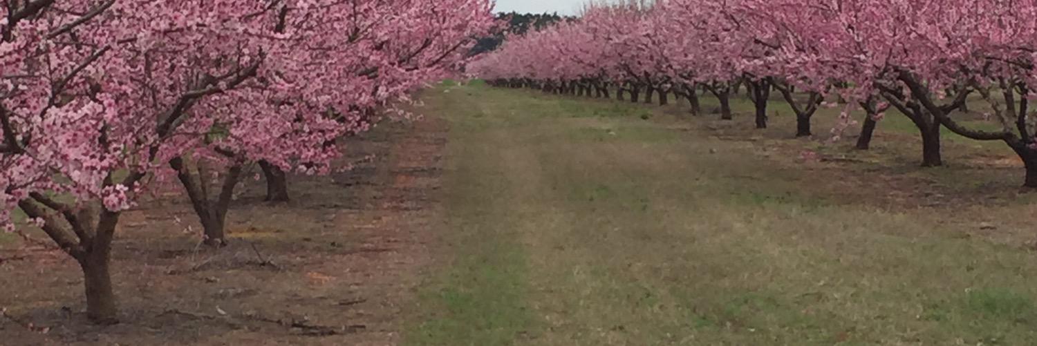 Russell Ayres banner