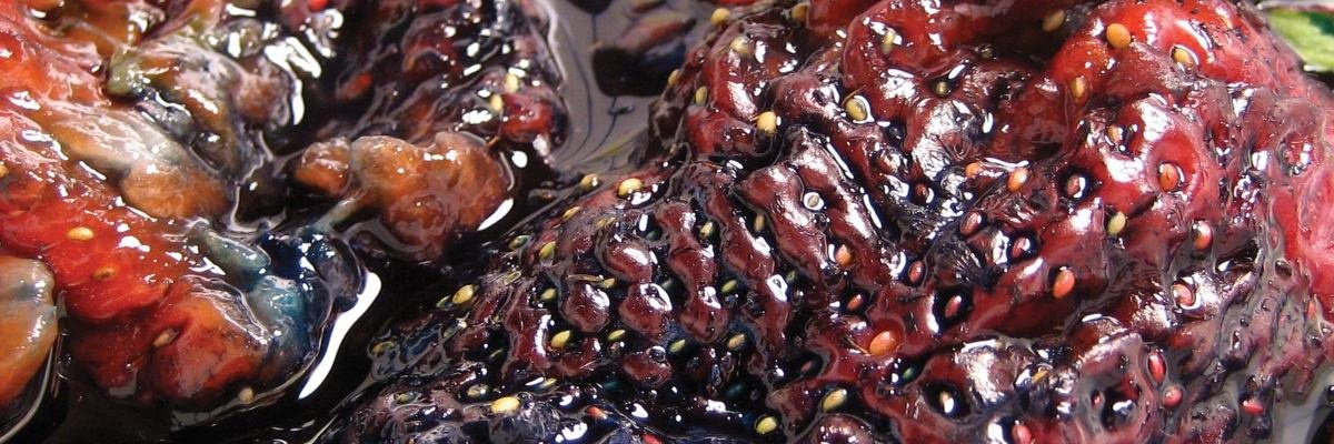 holaleppa's profile banner image