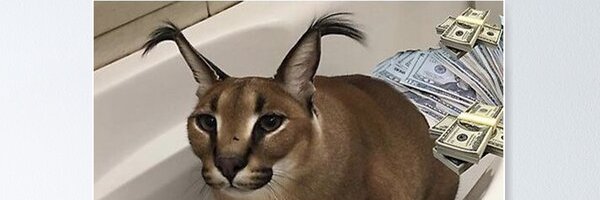 Caracaleveraged's profile banner image