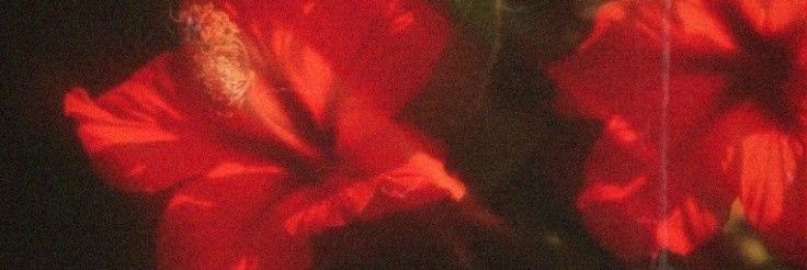 miisticlilith's profile banner image