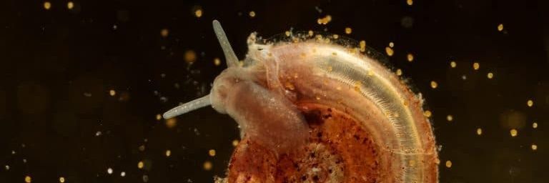 Secret Snail 🐌 banner