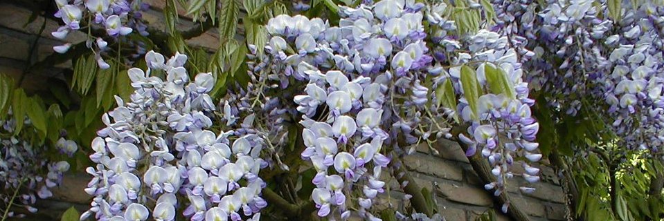 Bubbles Brnaid banner