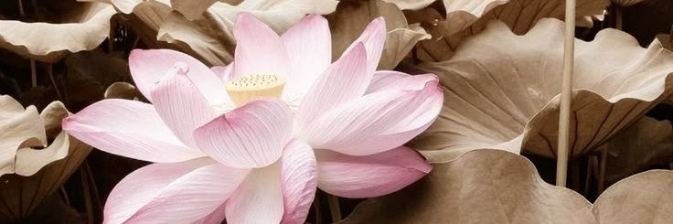 seraphfilee's profile banner image