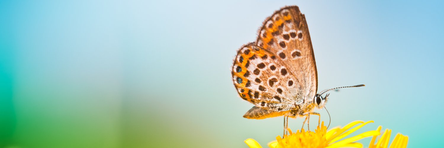 Partij voor de Dieren's banner