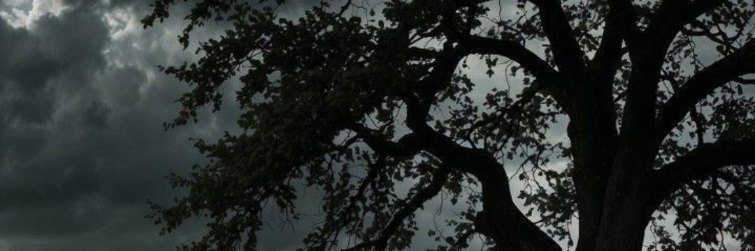 OrangeTree_xiao's profile banner image
