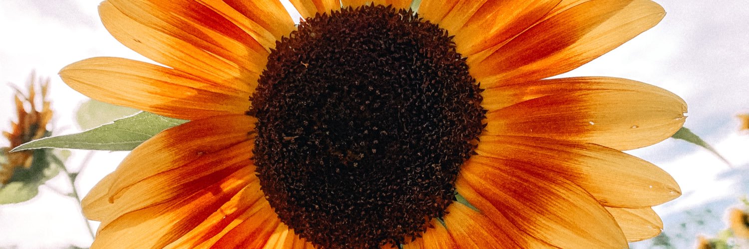 nrojas0131's profile banner image