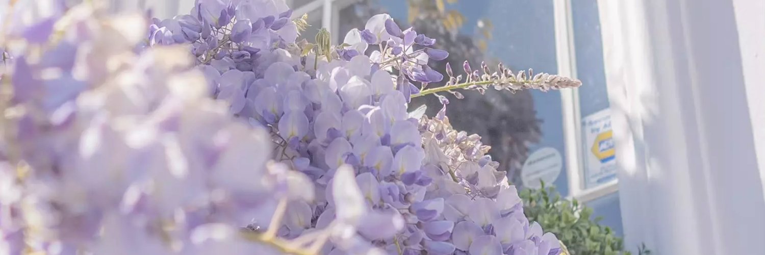 bupanini's profile banner image