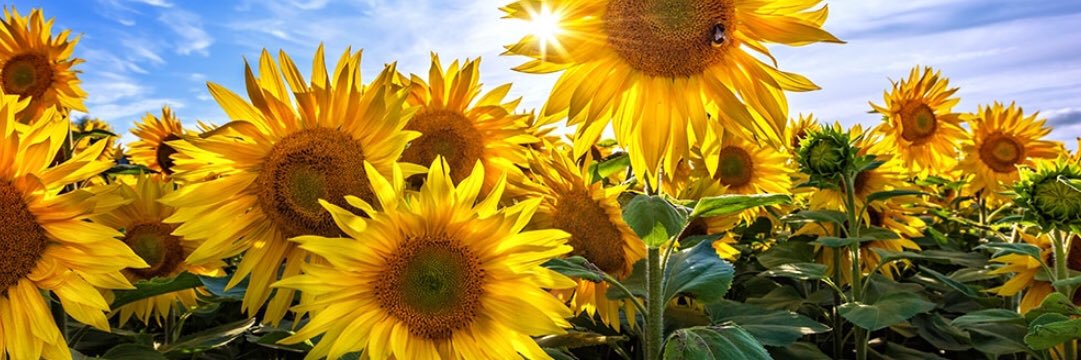 poodlemoiselle's profile banner image