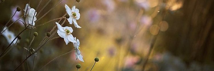 MegTee's profile banner image