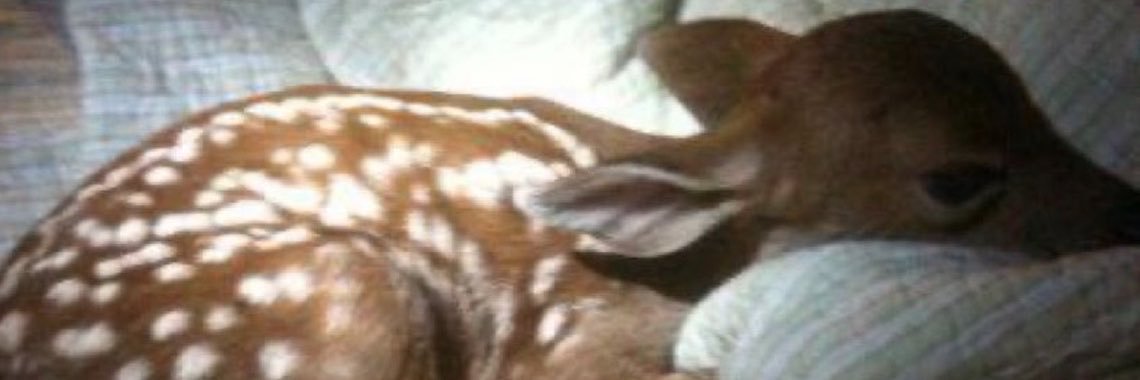 Whismiical's profile banner image