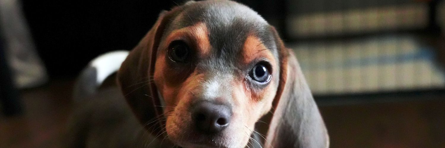 bluethebeagle99's profile banner image
