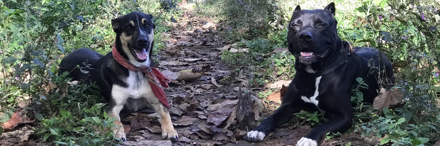 indigo 🌐🏴‍☠️🪴🐾 banner