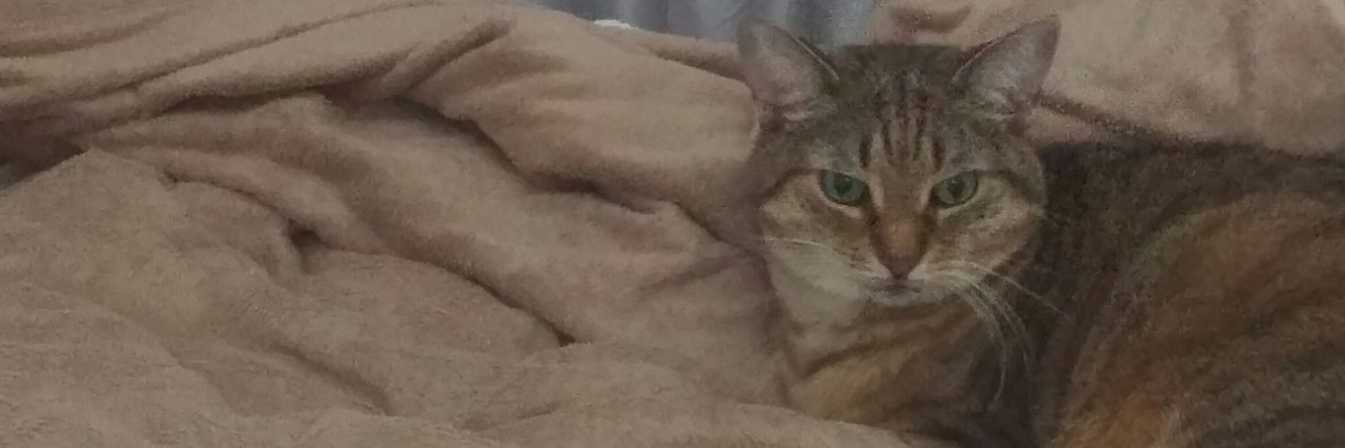 gailinator's profile banner image