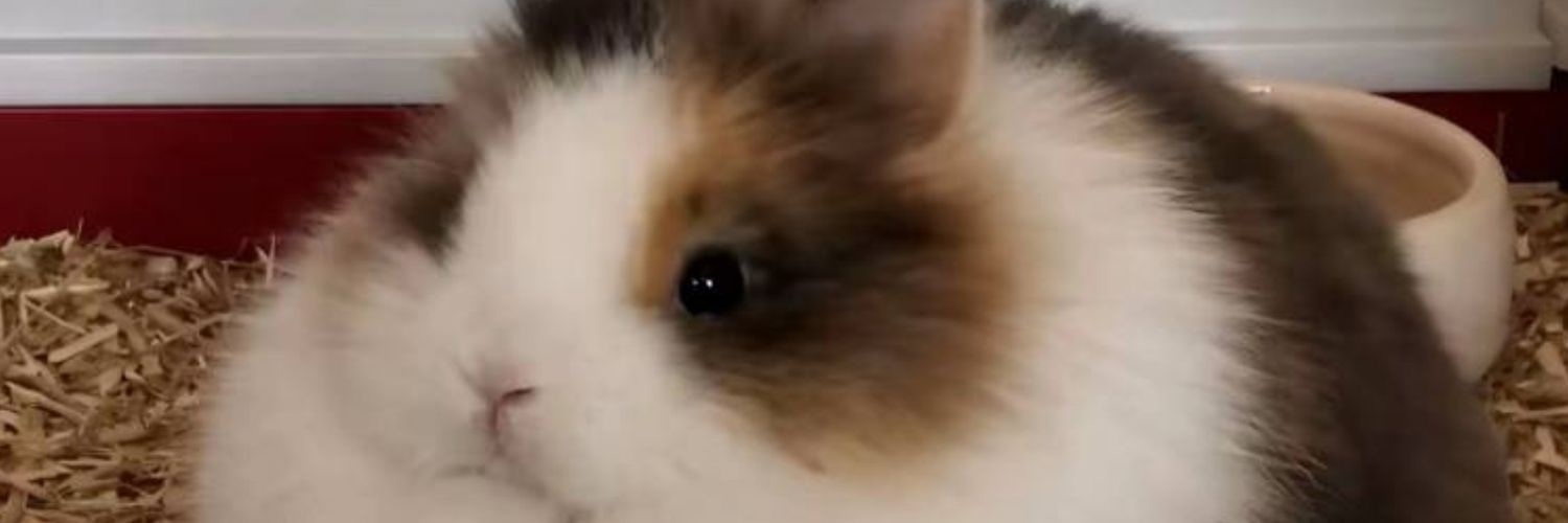 SashkaMmmm's profile banner image