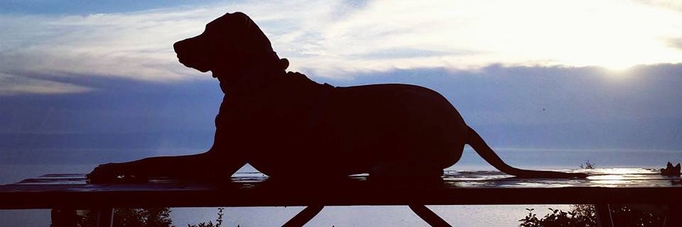 eCommerceLOL's profile banner image