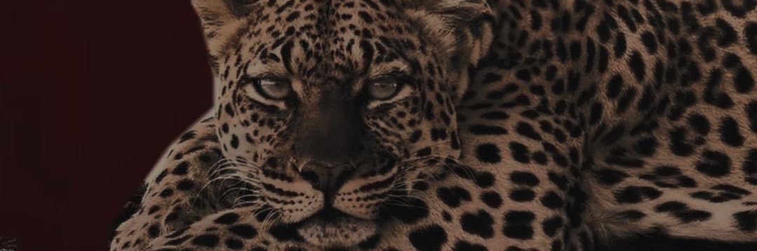 Mirabs6z's profile banner image