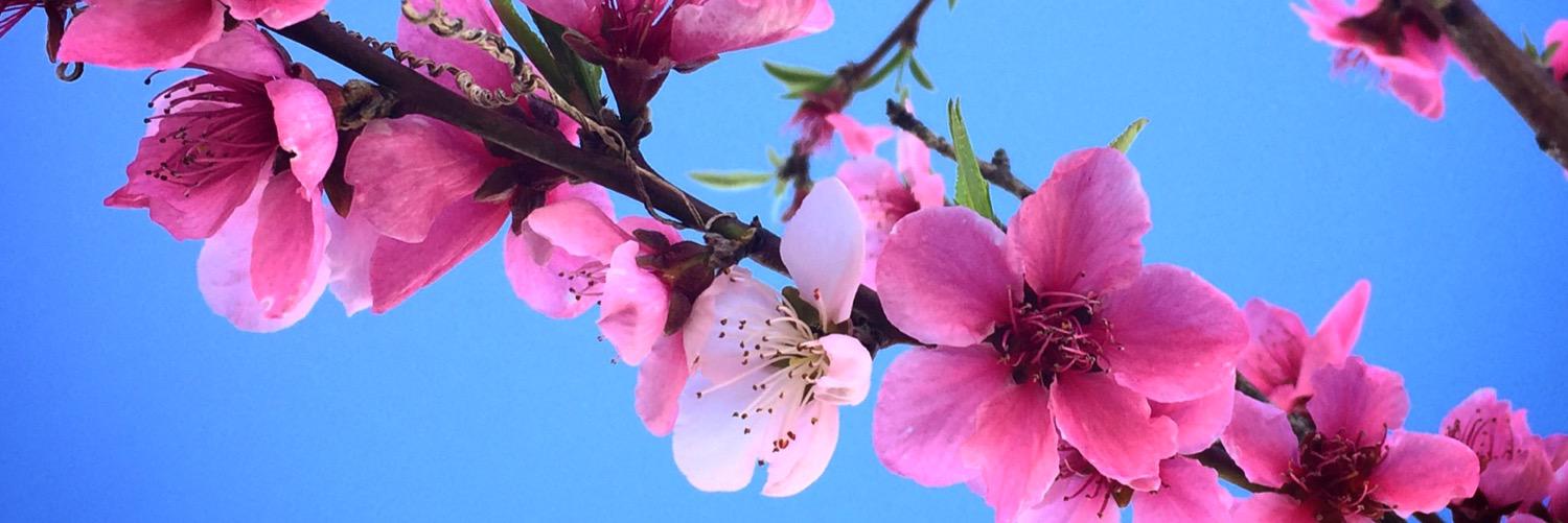 Pipia's profile banner image