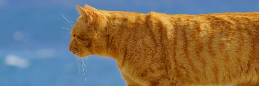 vclarke1982's profile banner image
