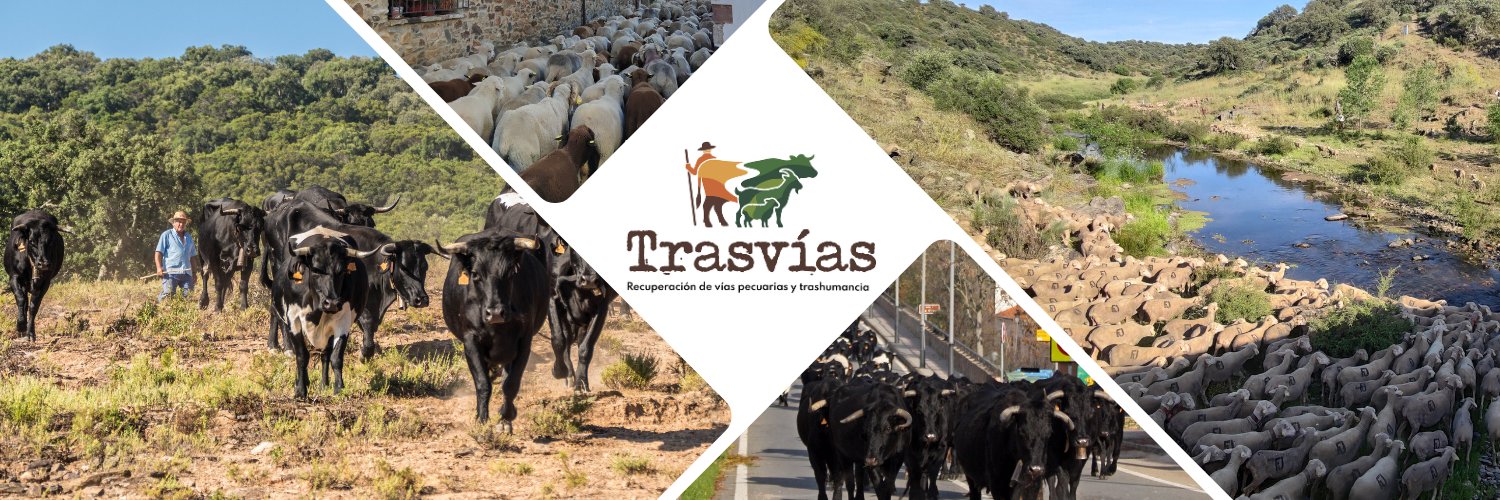 trasvias_'s profile banner image