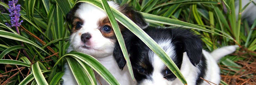 4homefind's profile banner image