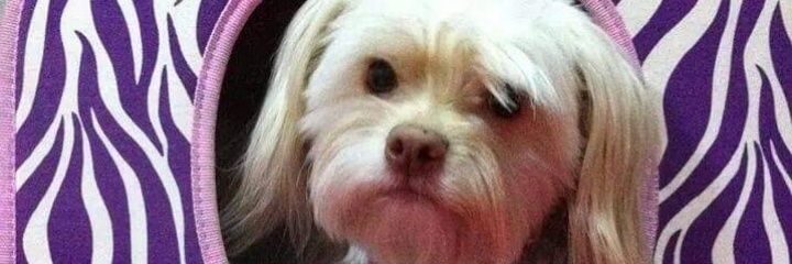 Laura_xplora's profile banner image