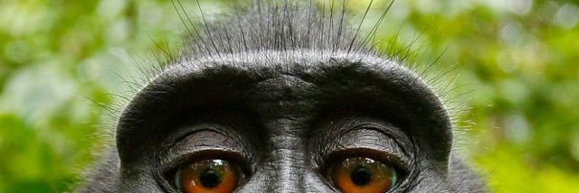 monkeyballs4267's profile banner image