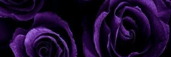 maelis banner