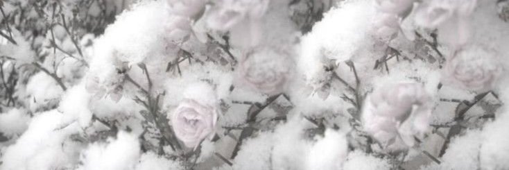 miahighabove's profile banner image