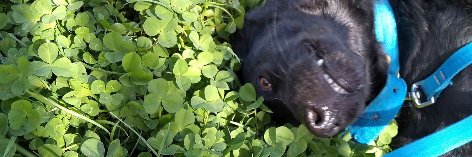 RomiiUB's profile banner image