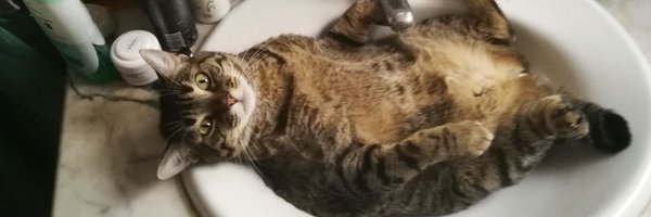 George1516 Profile Banner