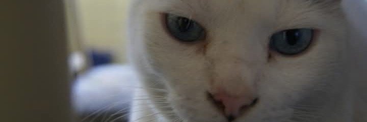 FulCatri002's profile banner image